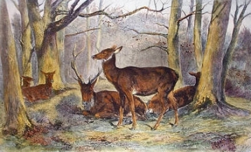 F141 - Repose (Group of Deer) 