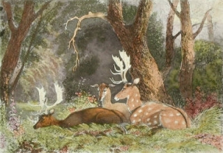 L514 - Fallow Deer 