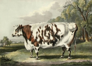 D177 - Everingham Cow, The 