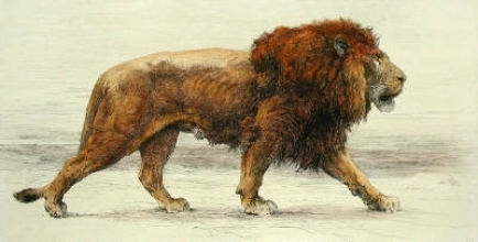 C011 - Lion Stalking (Onward) 