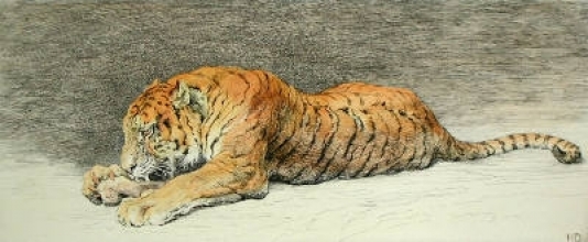 C015 - Juicy Bone (Tiger) 