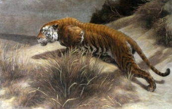 A201 - Startled (Tiger) 