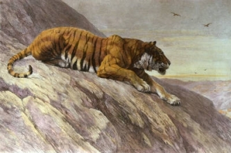 A237 - Watcher On the Hill (Tiger) 