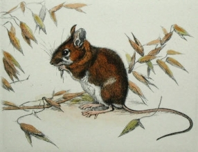 S002 - Longtailed Fieldmouse 