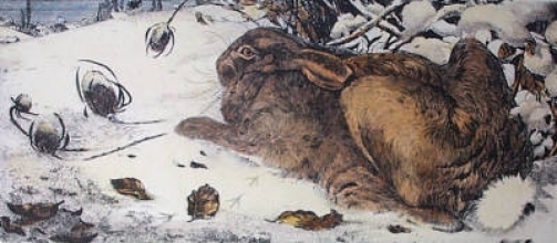 L263 - Hare