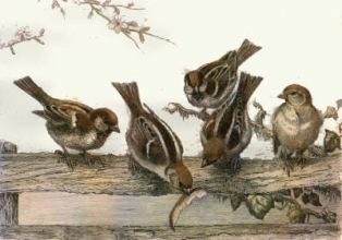 L281 - Tree Sparrows 