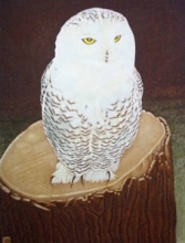 S222 - Snowy Owl 