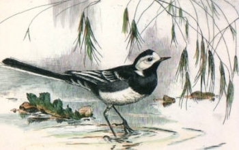 S104 - Water Wagtail 