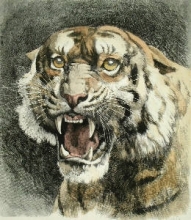 A257 - Tiger's Head 