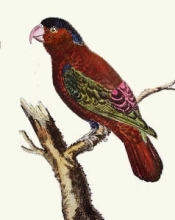 A053B - Exotic Bird - Lory Indes 