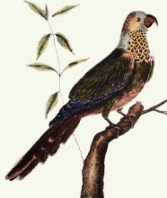 A053A - Exotic Bird - Perruche Gorge 