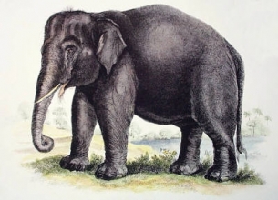 A052B - Elephant