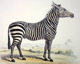 A052A - Zebra