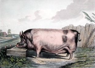 B176 - British Boar (large) 