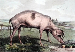 B177 - French Hog (large) 