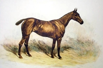 B149 - Horse