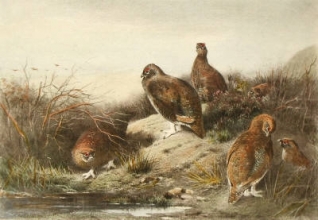 D071A - Partridge, group of 