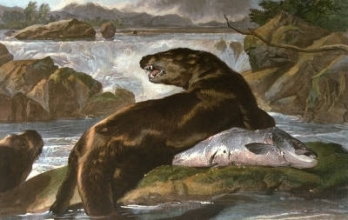 E108 - Salmon & Otter 