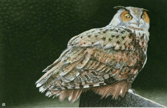 K010 - Eagle Owl 