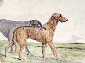 K057A - Irish Wolfhound 