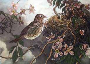 K011 - Thrush With Young 