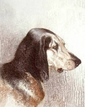 P290A - Bloodhound