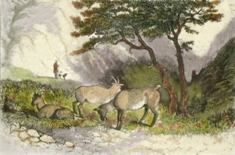 L513 - Goats in Glencoe 
