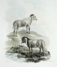 L371 - African & Broad-tailed Sheep