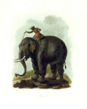 L370 - Elephant