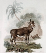 L363 - Nylghau-White Footed Antelope