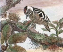 S233 - Young Woodpecker 