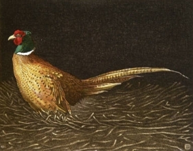 S226 - Common Pheasant 