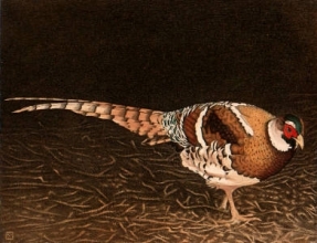 S224 - Elliots Pheasant 