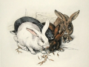 S206 - Rabbits