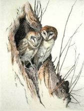 S203 - Barn Owls 