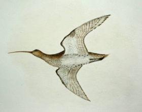 S992 - Curlew