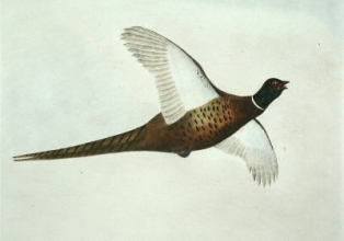 S947 - Pheasant
