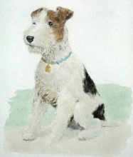 T980 - Wire Haired Fox Terrier 