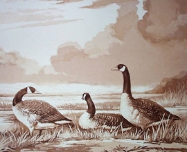 T921 - Canada Geese