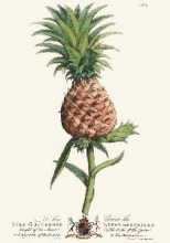 Q206 - Palm Pl.21 The Pineapple