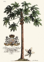 Q204 - Palm Pl.15 Female Papaya Tree
