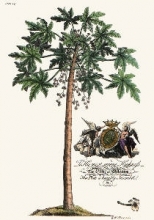 Q203 - Palm Pl.14 Male Papaya Tree