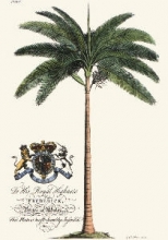 Q202 - Palm Pl.IV Female Palm Tree 