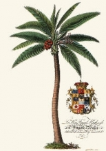 Q201 - Palm Pl.-- Male Palm Tree