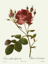 J052F - Rose, Centifolia Anglica Rubra