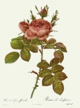 J052E - Rose, Bifera Officinalis
