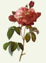 J052C - Rose, Gallica Aurelianensis