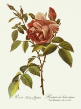 J052B - Rose, Inoica Fragrans