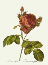 J052A - Rose, Centifolia