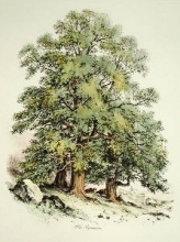 D093B - Sycamore Tree